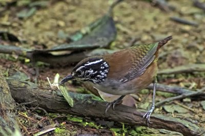 Gray-breasted Wood Wren
