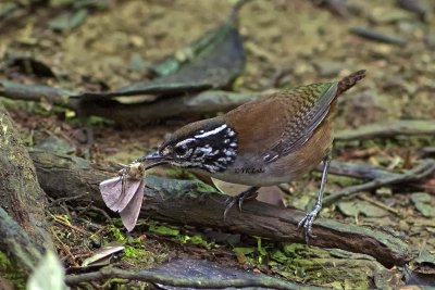 Gray-breasted Wod Wren