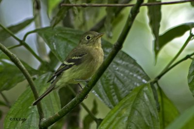 Yellow-bellied Flycatcher (Record shot)