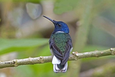 White-necked Jacobin, Male