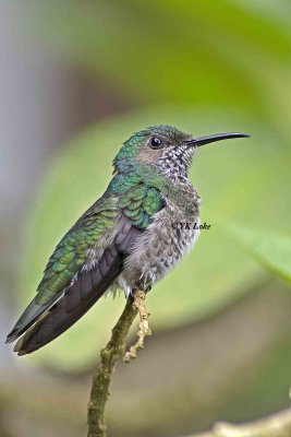 White-necked jacobin, Female.