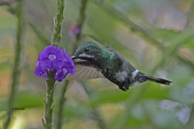 Green Thorntail, Female