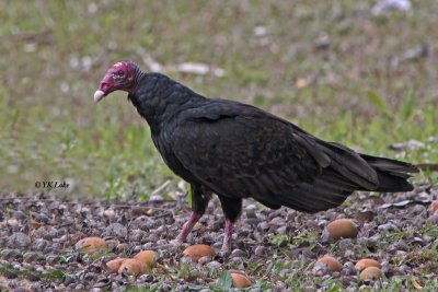 Turkey Vulture.