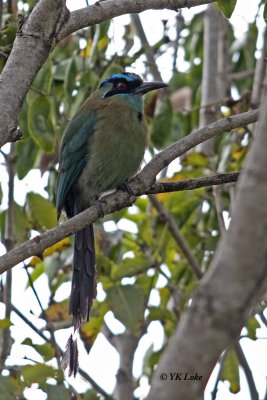 Blue-crowned Motmot