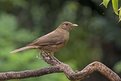 Clay-colored Thrush.