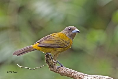 Passerini's Tanager, Female