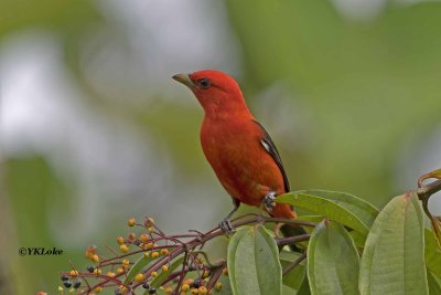 Scarlet Tanager, Male.