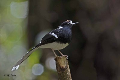 Spotted Forktail