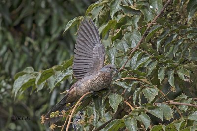 Barred Cuckoo Dove