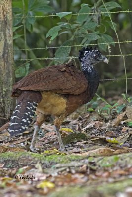 Great Curassow, Male 