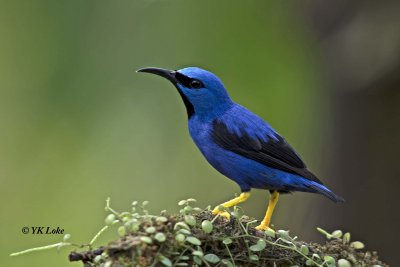 Blue Dacnis, Male