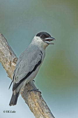 Black-crowned Tityra, Male