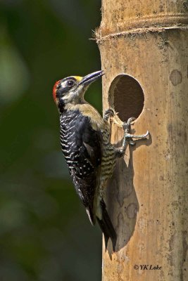 Black-cheeked Woodpecker, Male