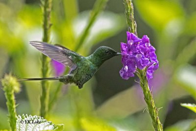 Green Thorntail, Male