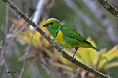 Golden -browed Chlorophonia, Male