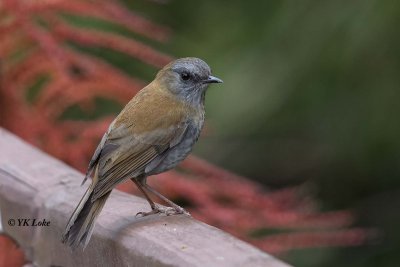 Black-billed Nightingale