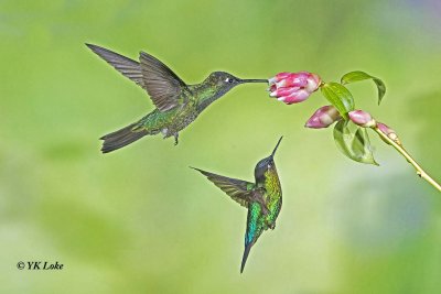 Magnificent Hummingbird, Female
