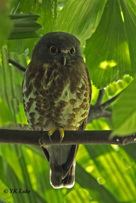 Brown Hawk Owl