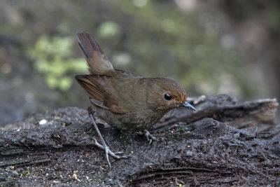 White-browed Shortwing, Female