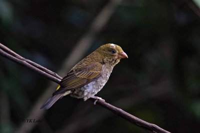 Scarlet Finch, Female