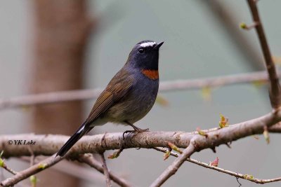 rufous-gorgetted_flycatcher