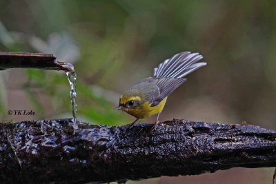 yellow-bellied_fantail