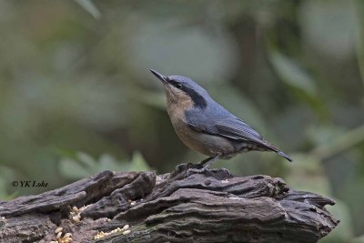 chestnut-vented_nuthatch