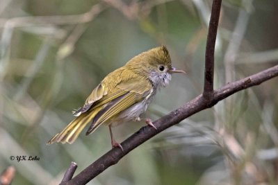 White-bellied Yuhina/Erpornis