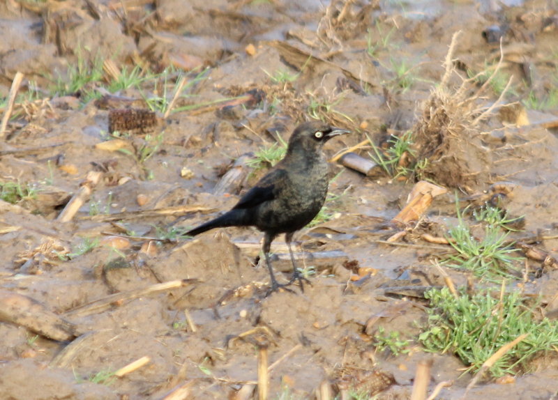 Rusty Blackbird - Male