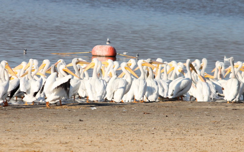 Pelicans - American White