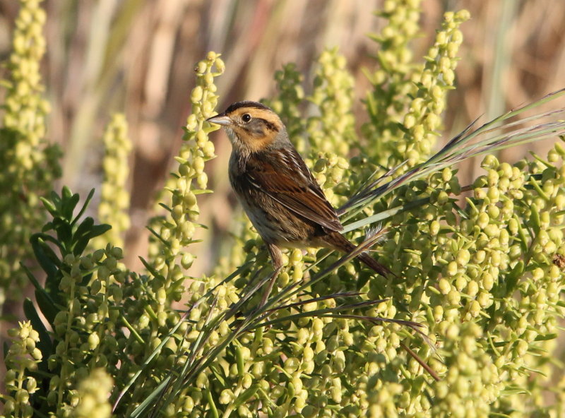 Nelsons Sparrow