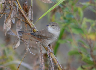 House Wren