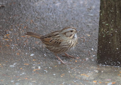 Lincoln's Sparrow