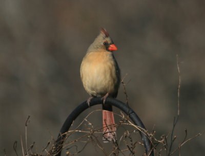 Female Cardinal