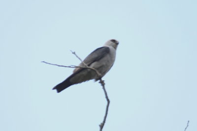 Mississippi Kite
