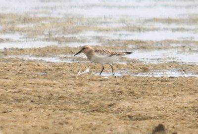 Baird's Sandpiper - Juvenile