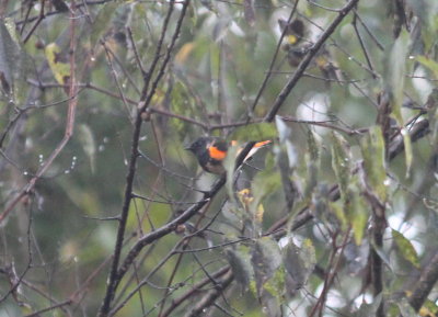 American Redstart - Male