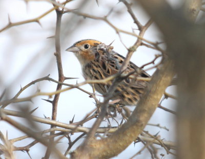 LeConte's Sparrow