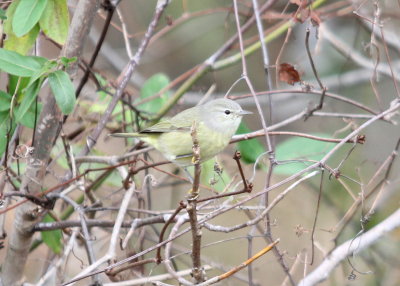 Orange-crowned Warbler
