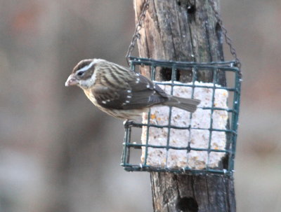 Rose-breasted Grosbeak