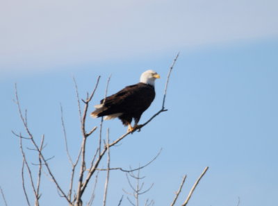 Bald Eagle