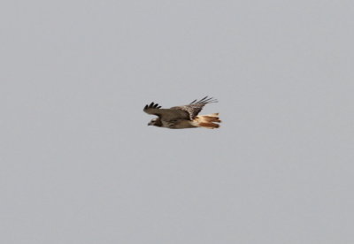 Red-Tailed Hawk   Krider's/Eastern intergrade