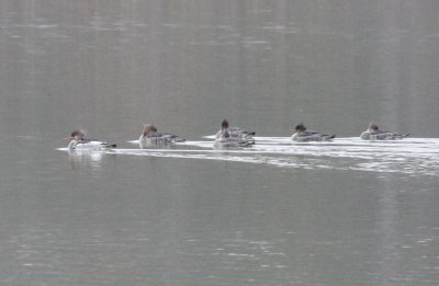 Red-breasted Mergansers