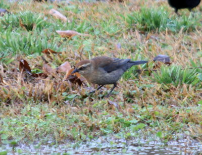 Rusty Blackbird - Female