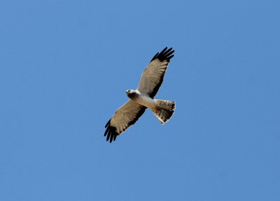 Northern Harrier