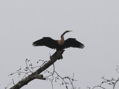 Anhinga