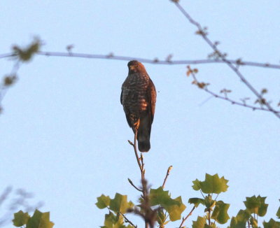 Broad-winged Hawk