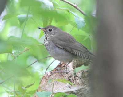 Gray-cheeked Thrush