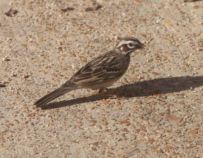 Lark Sparrow