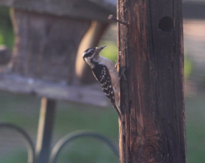 Hairy Woodpecker